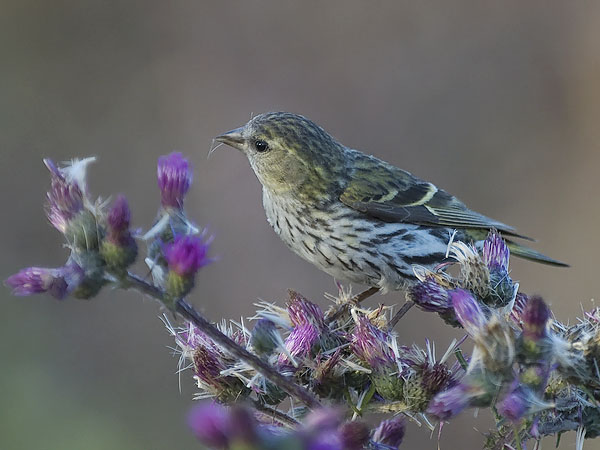 Vihervarpunen, European Siskin, Carduelis spinus